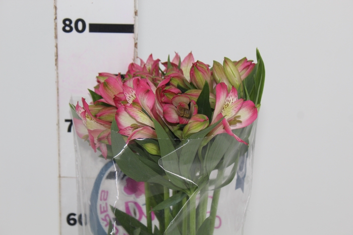 <h4>ALSTROEMERIA KITTY 080 CM</h4>