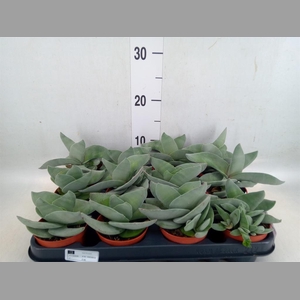 Crassula  'Boomerang'