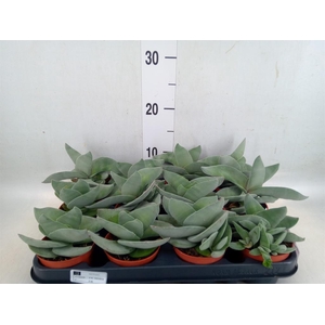 Crassula  'Boomerang'