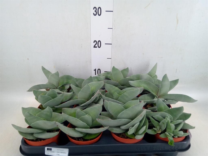 <h4>Crassula  'Boomerang'</h4>