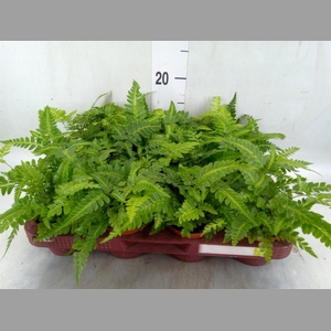 Ferns   ...