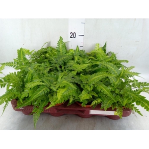 Ferns   ...
