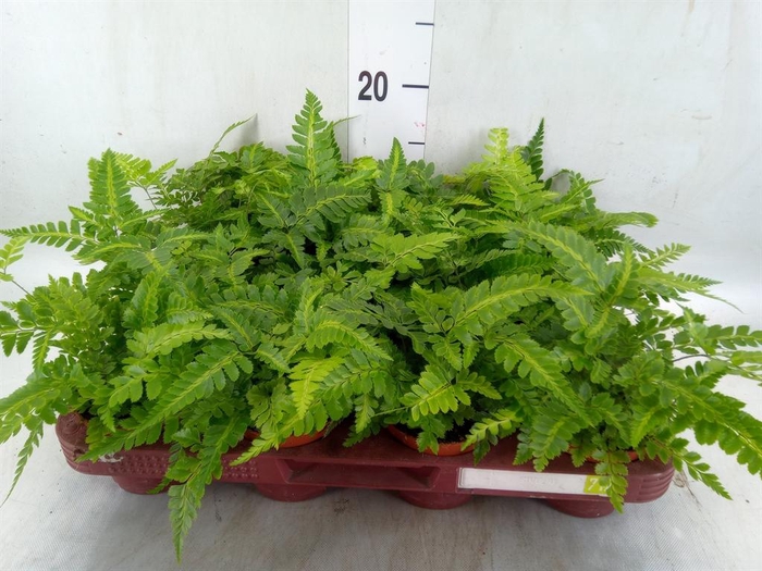 <h4>Ferns   ...</h4>