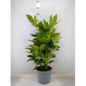 Fatsia japonica   ...