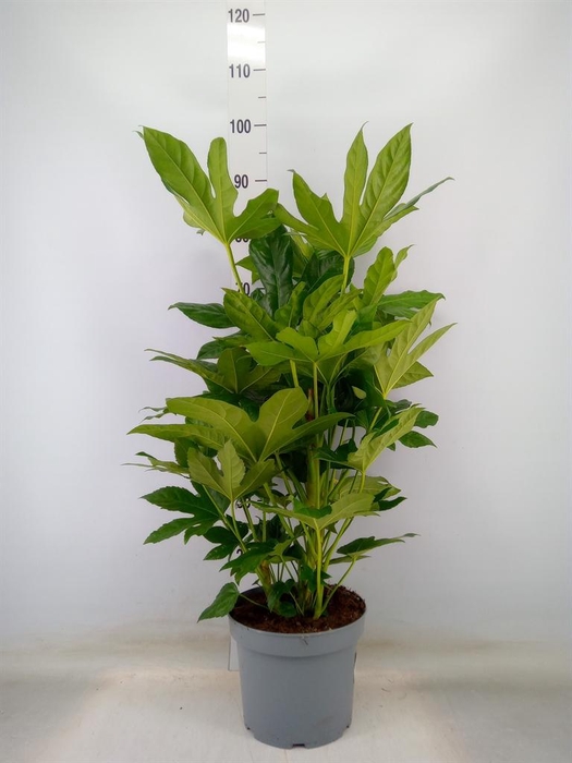 <h4>Fatsia japonica   ...</h4>