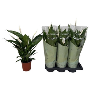 .Spathiphyllum bingo cupido