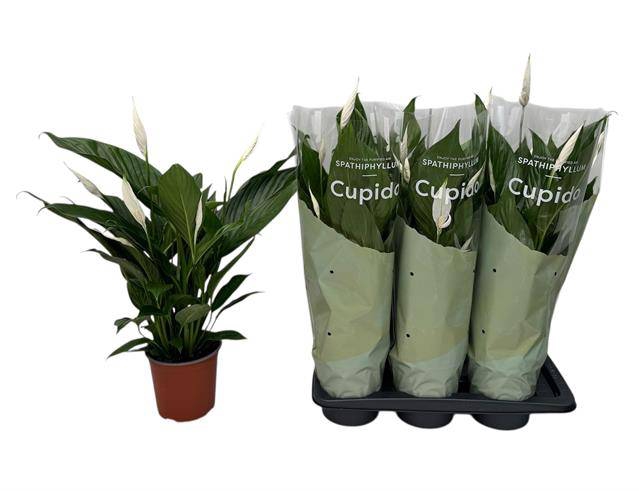 <h4>.Spathiphyllum bingo cupido</h4>