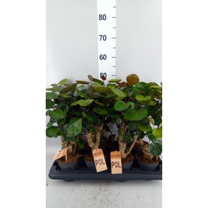 Polyscias scutellaria 'Fabian'