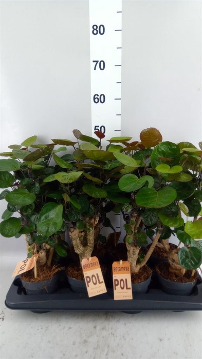 <h4>Polyscias scutellaria 'Fabian'</h4>