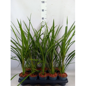Cordyline austr. 'Variegata'