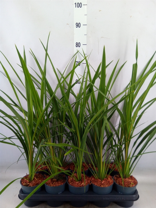 <h4>Cordyline austr. 'Variegata'</h4>