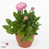 BELLIS P GR ROG ROSE