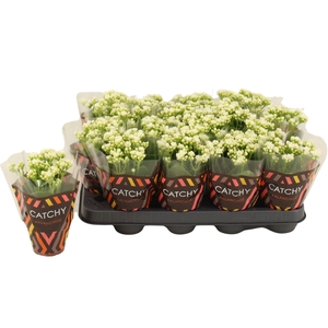 Kalanchoe Calandiva White