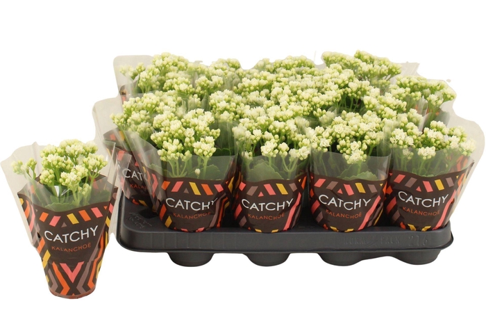 <h4>Kalanchoe Calandiva White</h4>