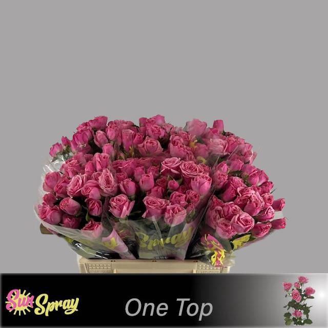 <h4>Rosa sp one top</h4>