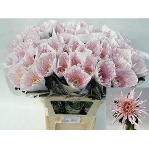 CHR G ELBRUS PINK