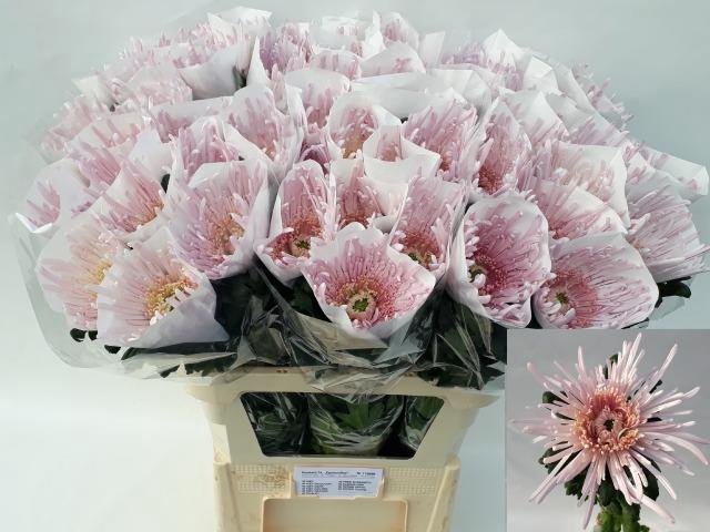 CHR G ELBRUS PINK