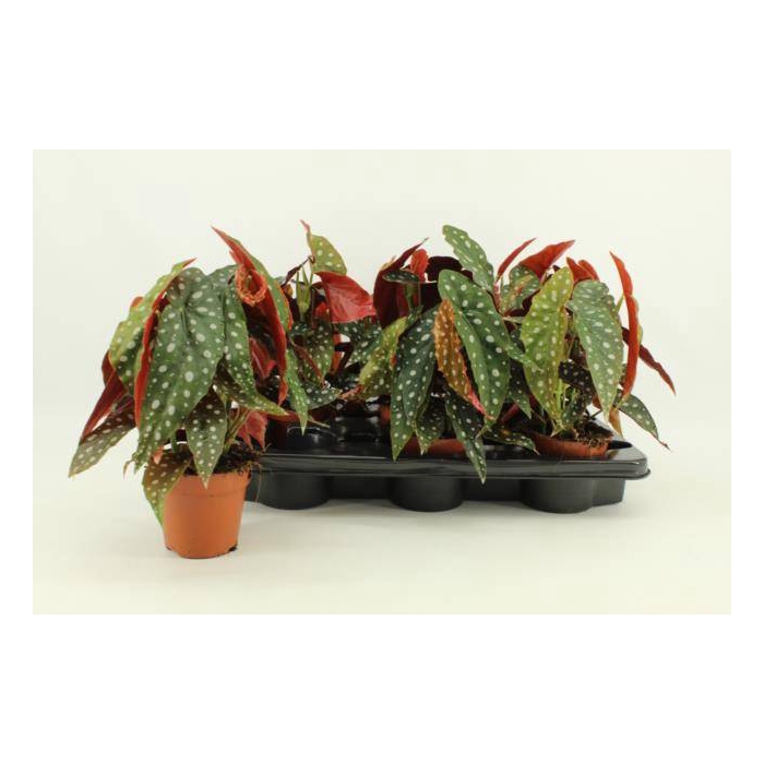 <h4>Begonia leaf maculata 12Ø 20cm</h4>