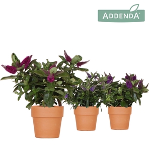 Hebe Addenda Donna mix in Terracotta pot