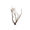 Syringa Branch Extra Chabrier