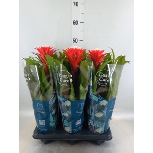 Guzmania  'Hope'