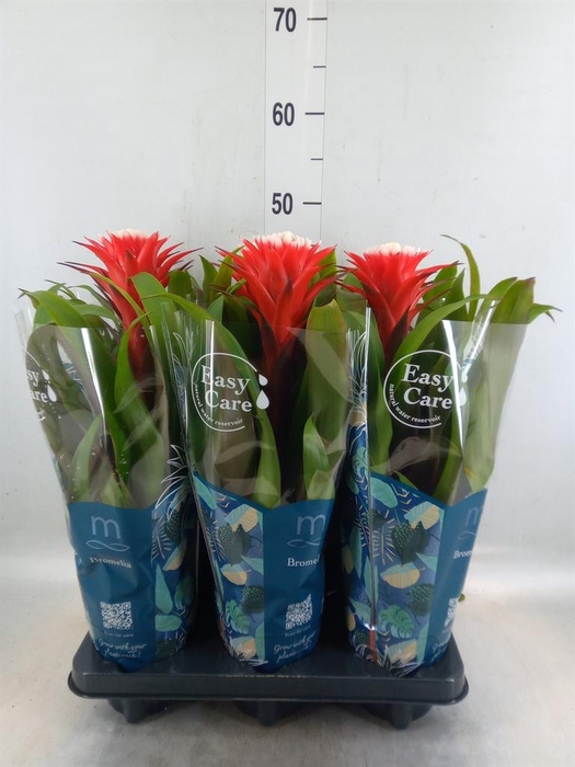 <h4>Guzmania  'Hope'</h4>