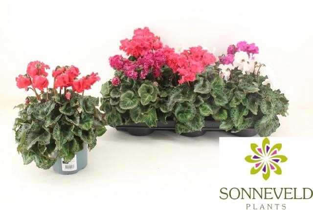 <h4>CYCL MD CRISPINO</h4>