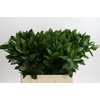 Ruscus Hypophyllum