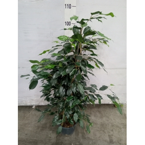 Ficus benja. 'Danielle'