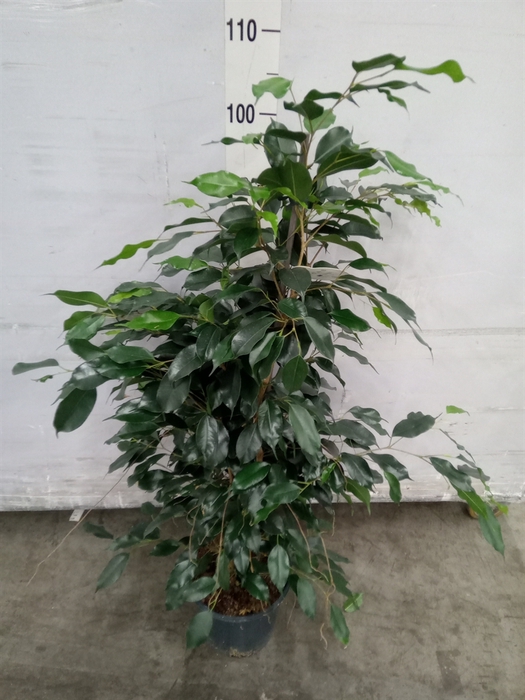 <h4>Ficus benja. 'Danielle'</h4>