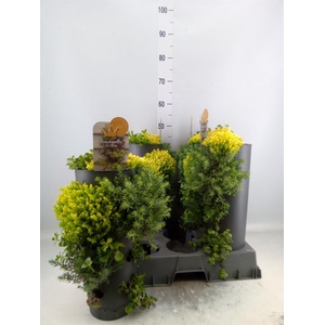 Sedum   ...mix
