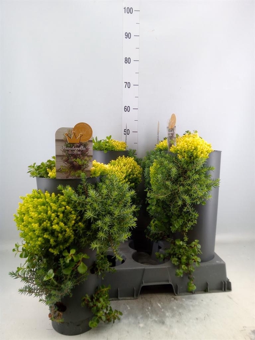 <h4>Sedum   ...mix</h4>