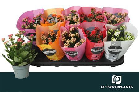 <h4>Kal Ge Perf Gem 5 Kl</h4>