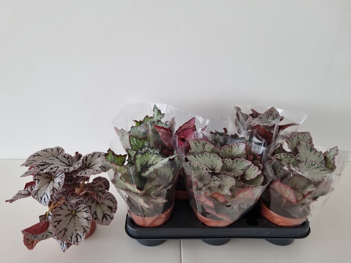 <h4>BEGONIA REX-HYBRID P11</h4>