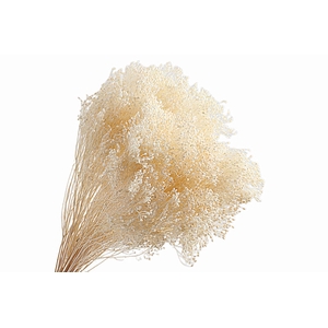 Broom Bloom Preserved White Bleached