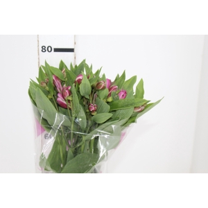 ALSTROEMERIA STRATUS 080 CM
