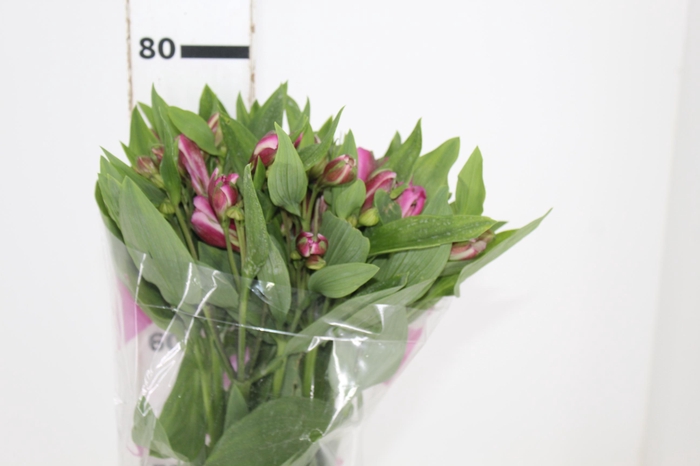 <h4>ALSTROEMERIA STRATUS 080 CM</h4>