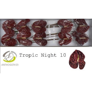 Anthurium andr. 'Tropic Night'
