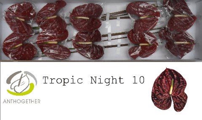 <h4>Anthurium andr. 'Tropic Night'</h4>
