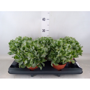 Crassula arborescens