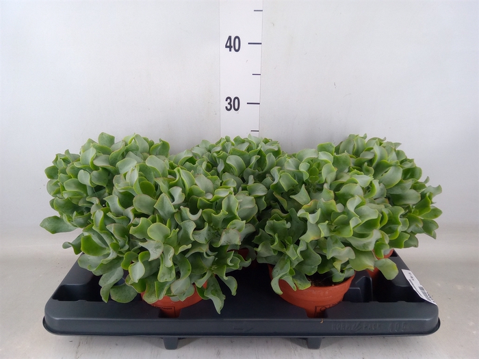 <h4>Crassula arborescens</h4>