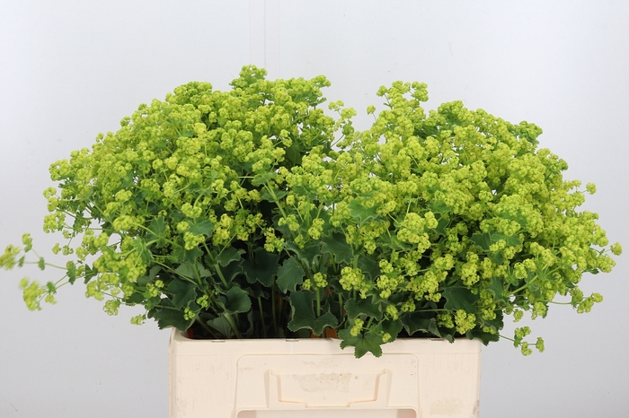 <h4>Alchimella Robusta</h4>