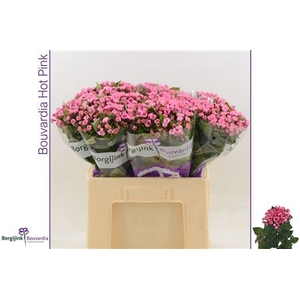 BOUVARDIA HOT PINK
