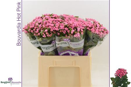 BOUVARDIA HOT PINK