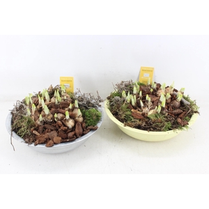 arr4 Narcis MB - Zink schaal mix zilver/yellow