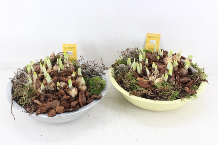 <h4>arr4 Narcis MB - Zink schaal mix zilver/yellow</h4>