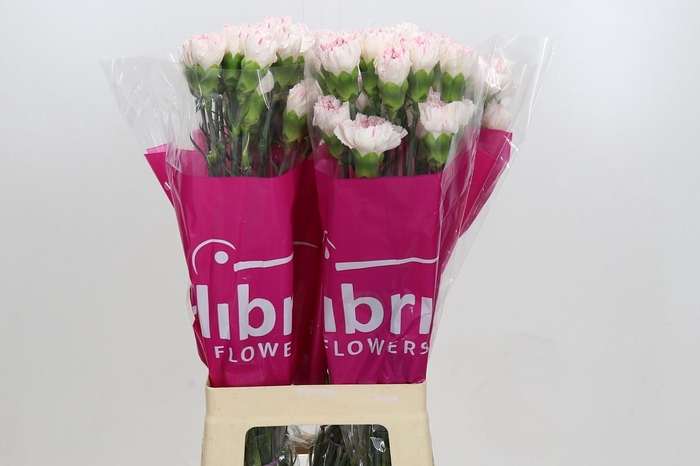 <h4>Dianthus St Yukari Cherry</h4>