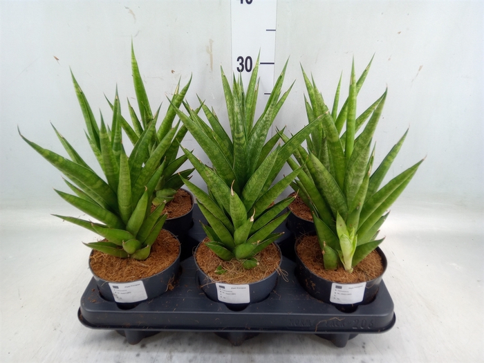 <h4>Sansevieria cyl.  ...</h4>