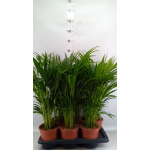 Dypsis lutescens   ...Chrysalidoca