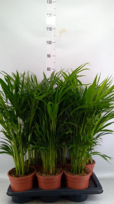 <h4>Dypsis lutescens   ...Chrysalidoca</h4>